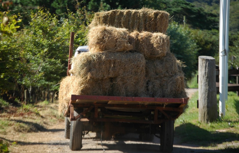 Hay Hay